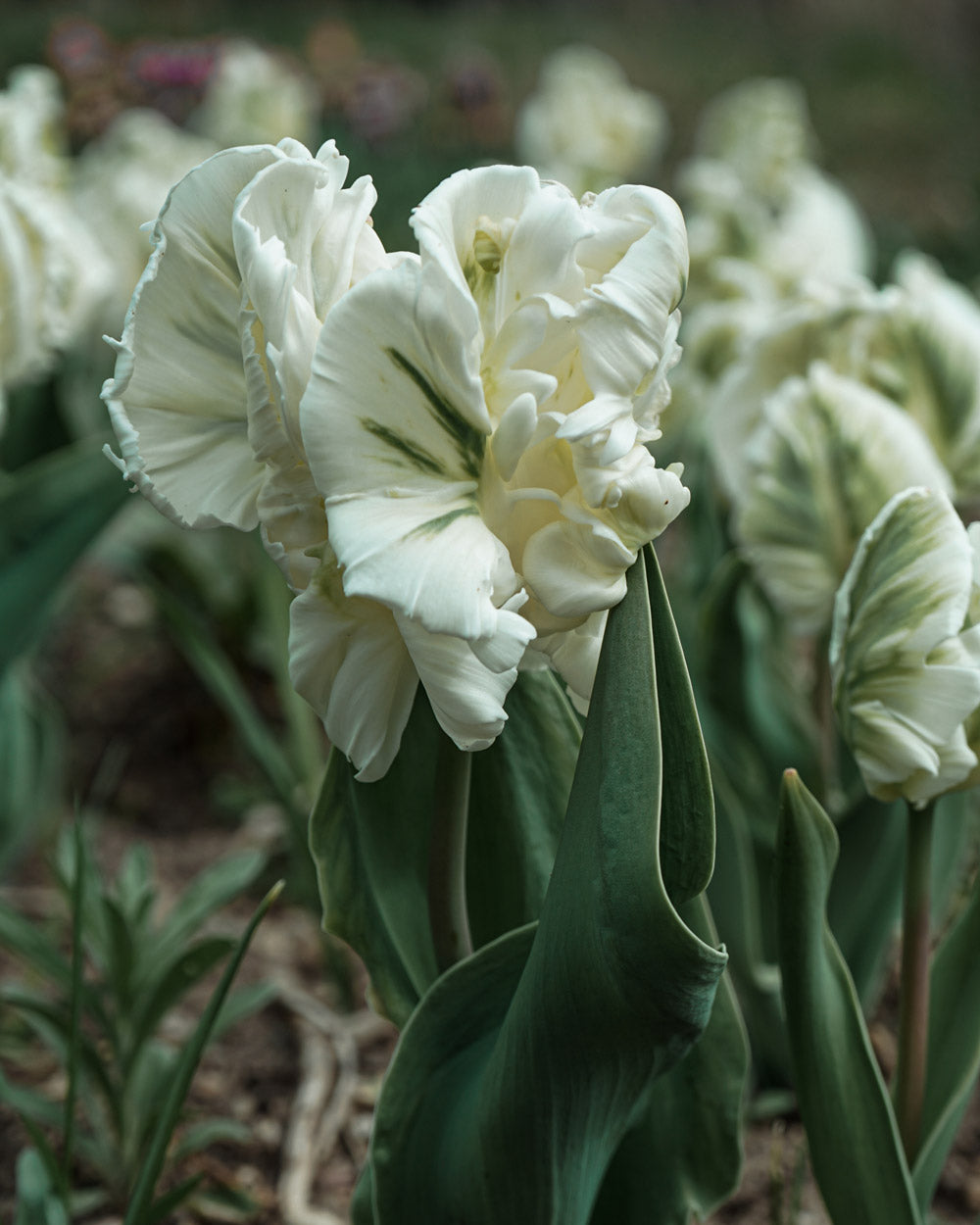 Tulip Super Parrot Bulbs