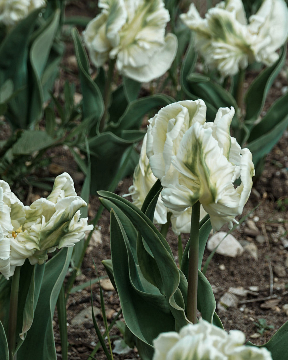 Tulip Super Parrot Bulbs