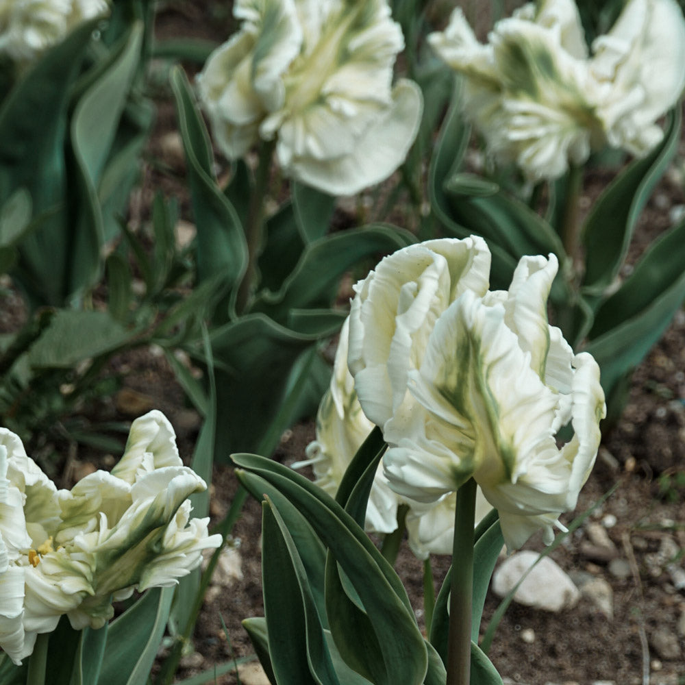 Super Parrot Pre-Chilled Tulip Bulbs