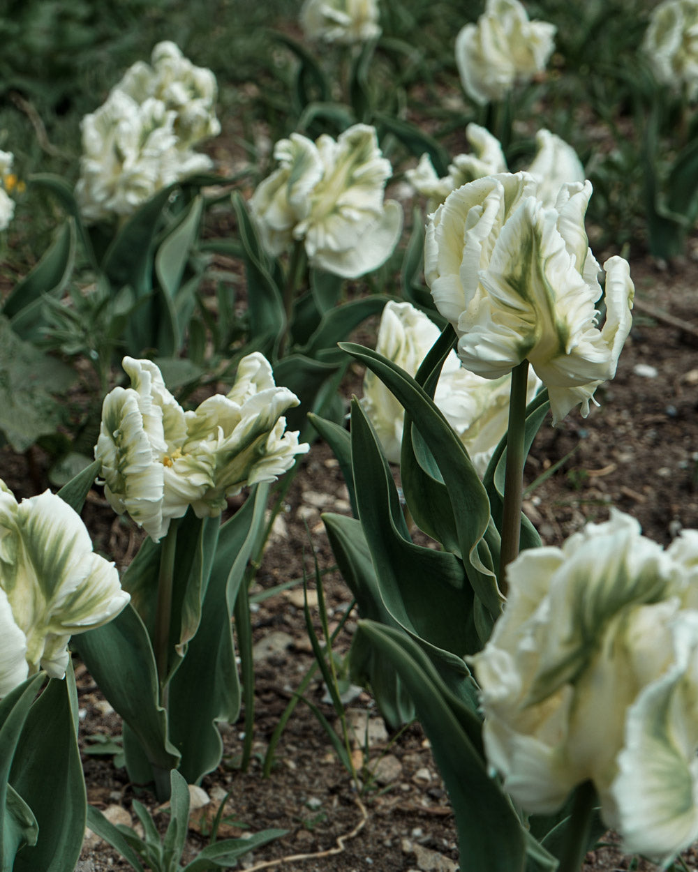 Tulip Super Parrot Bulbs