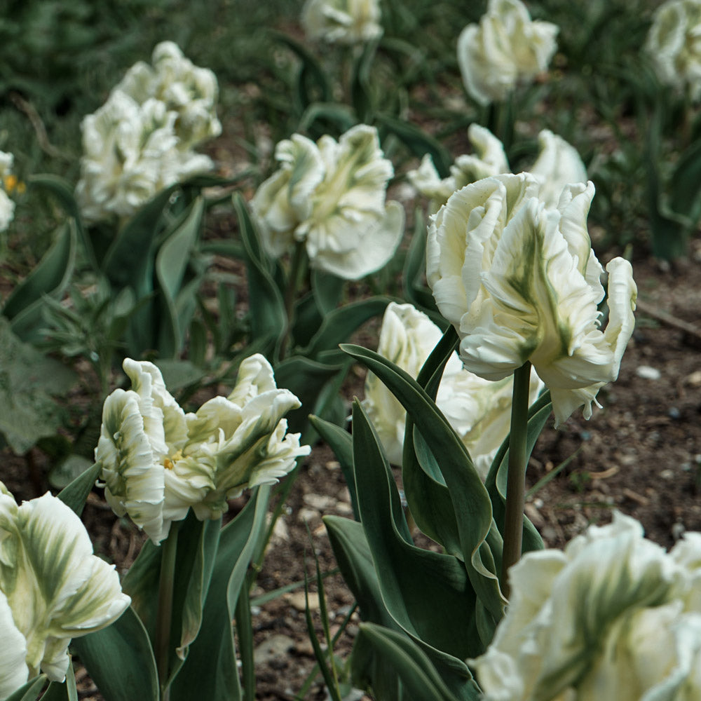 Super Parrot Pre-Chilled Tulip Bulbs