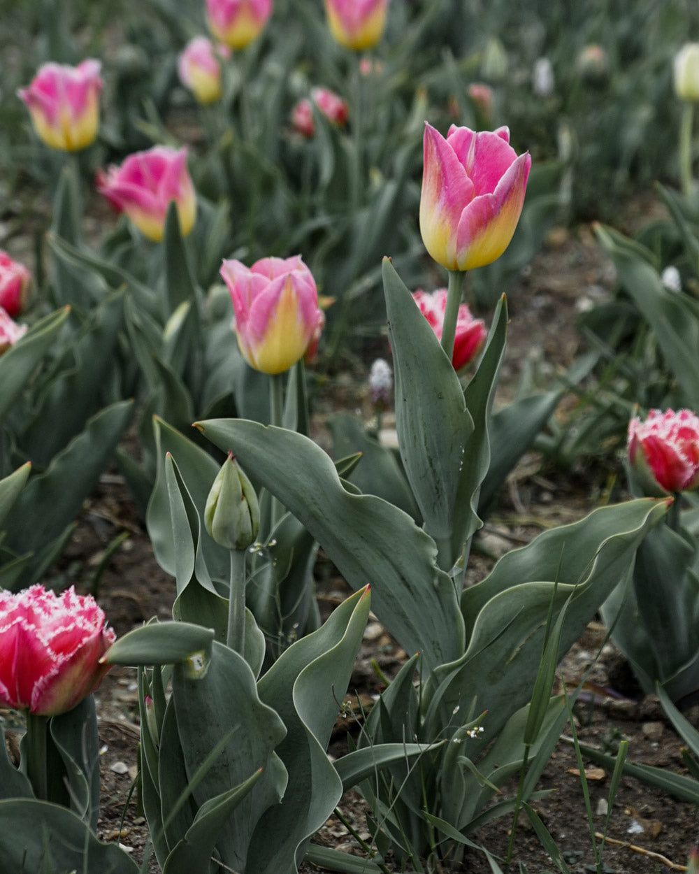 Tom Pouce Tulip Bulbs