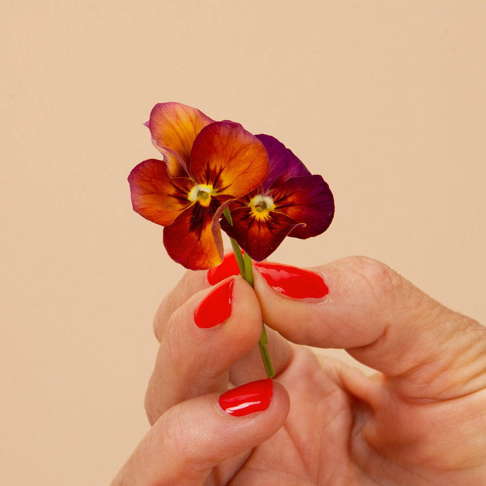 Brushstrokes Viola
