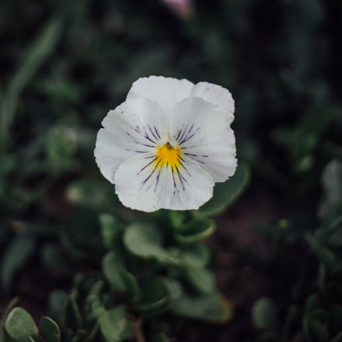 Gem White Viola