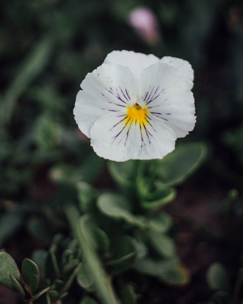 Viola Cats White Seeds