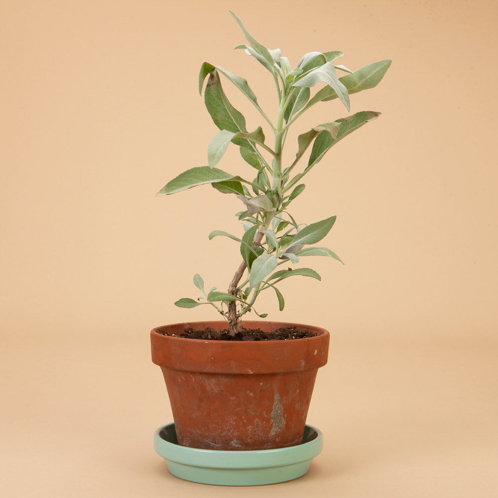 White Sage