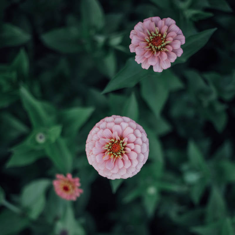 Oklahoma Salmon Zinnia Seeds