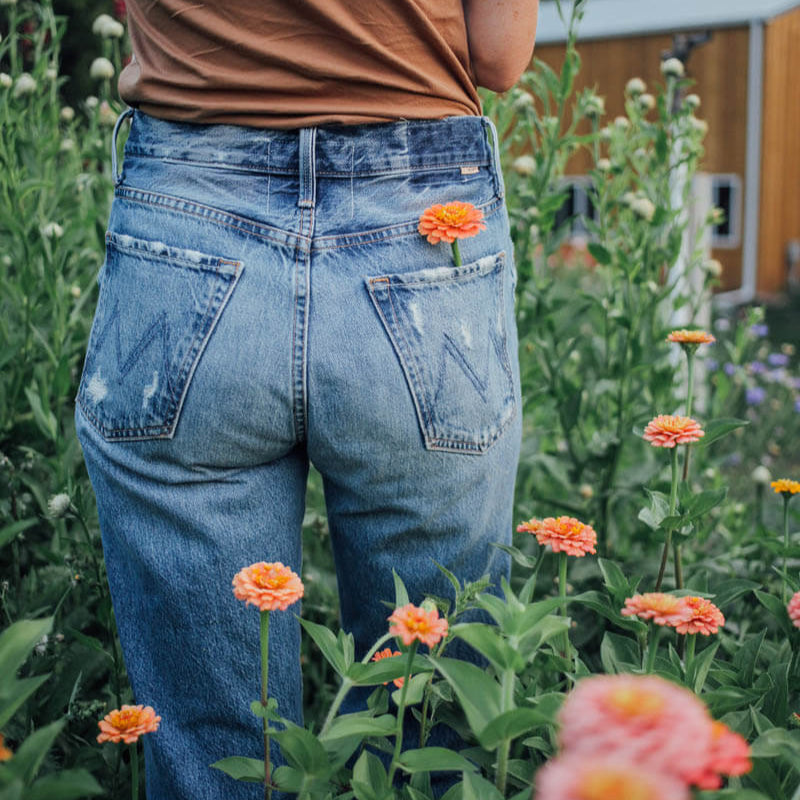 Oklahoma Salmon Zinnia Seeds