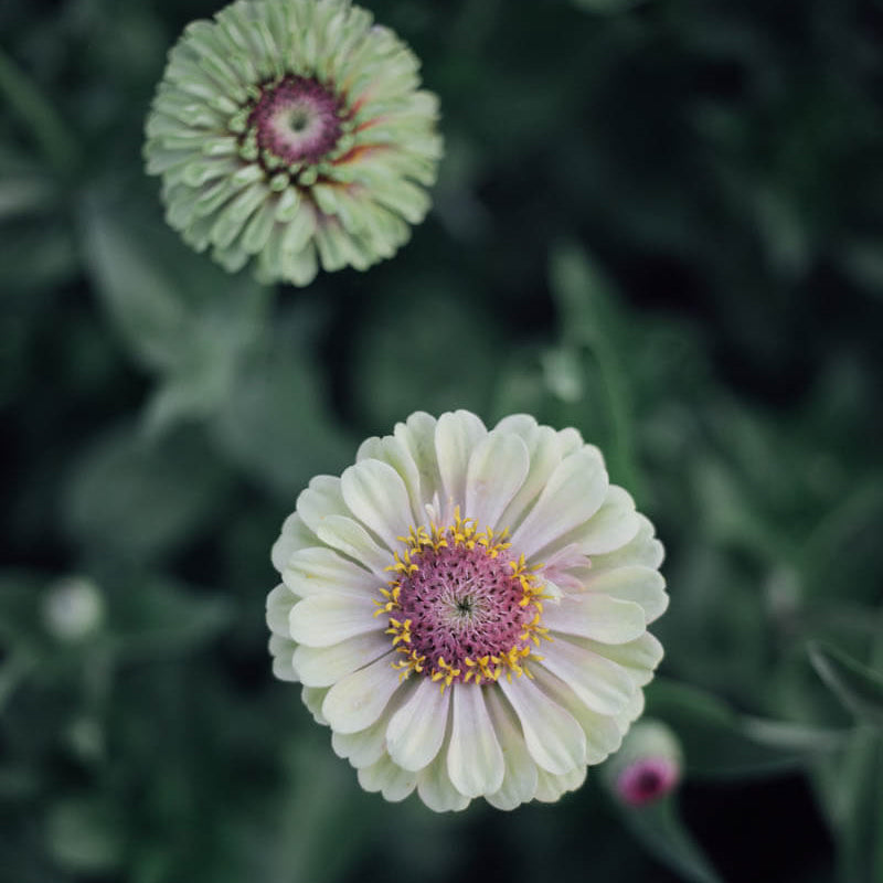 Queen Lime With Blush Zinnia Seeds