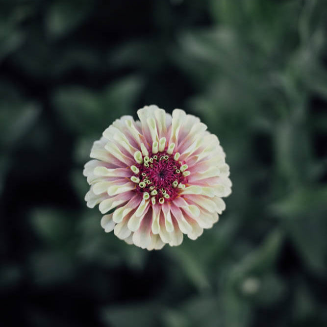 Queen Lime With Blush Zinnia Seeds