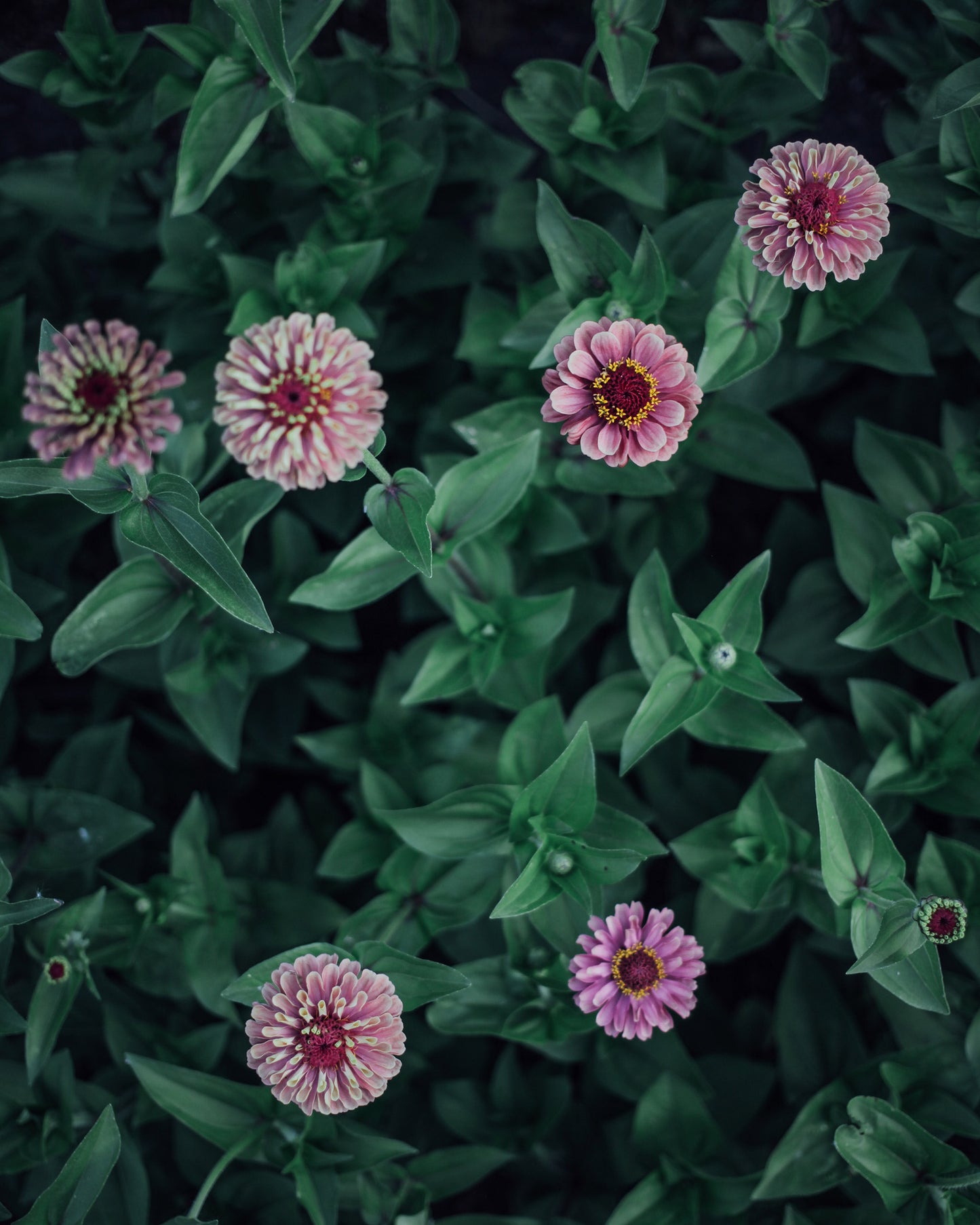 ZIinnia Queen Red Lime With Blotch