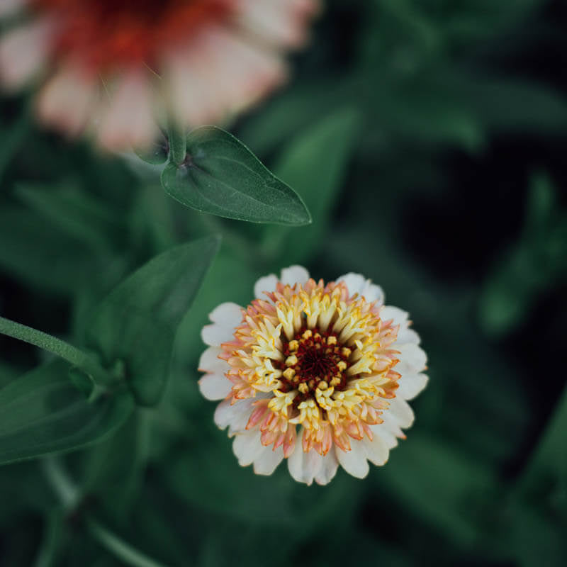 Zinderella Peach Zinnia Seeds