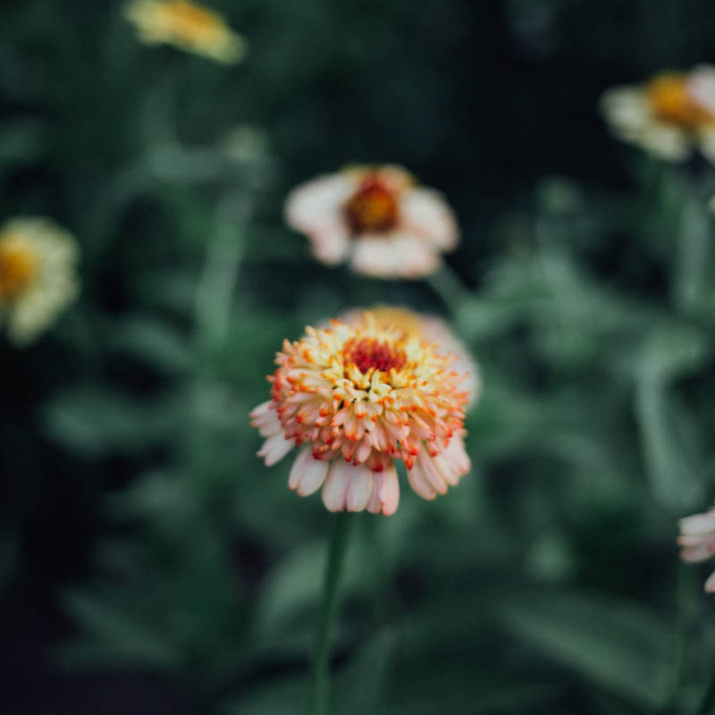 Zinderella Peach Zinnia Seeds