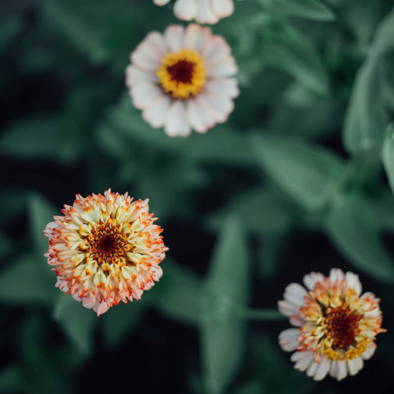 Zinderella Peach Zinnia Seeds