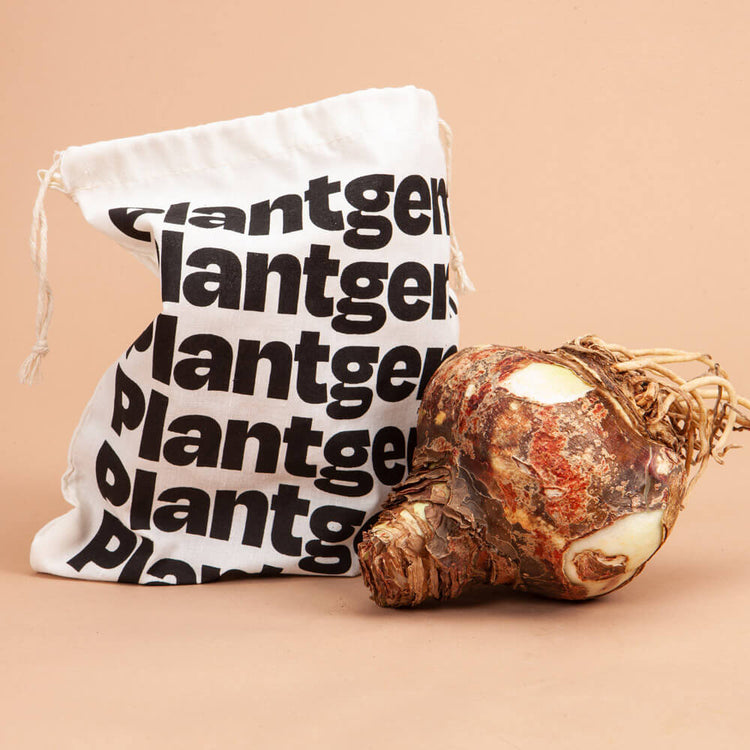 Amaryllis Bulbs