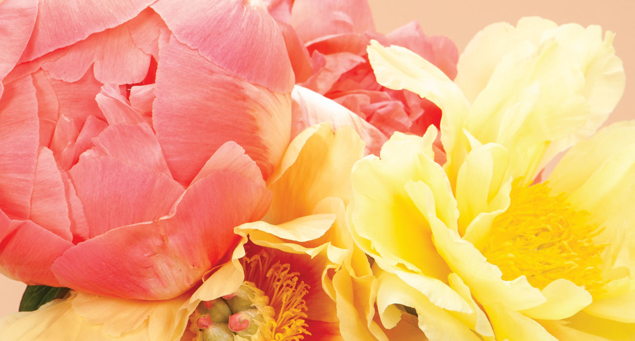 Peony Care