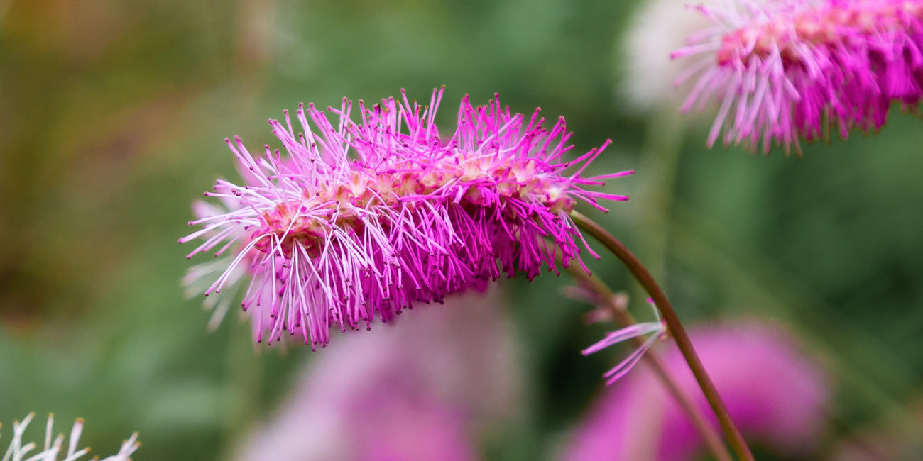 Japanese Bottlebrush Care – Plantgem