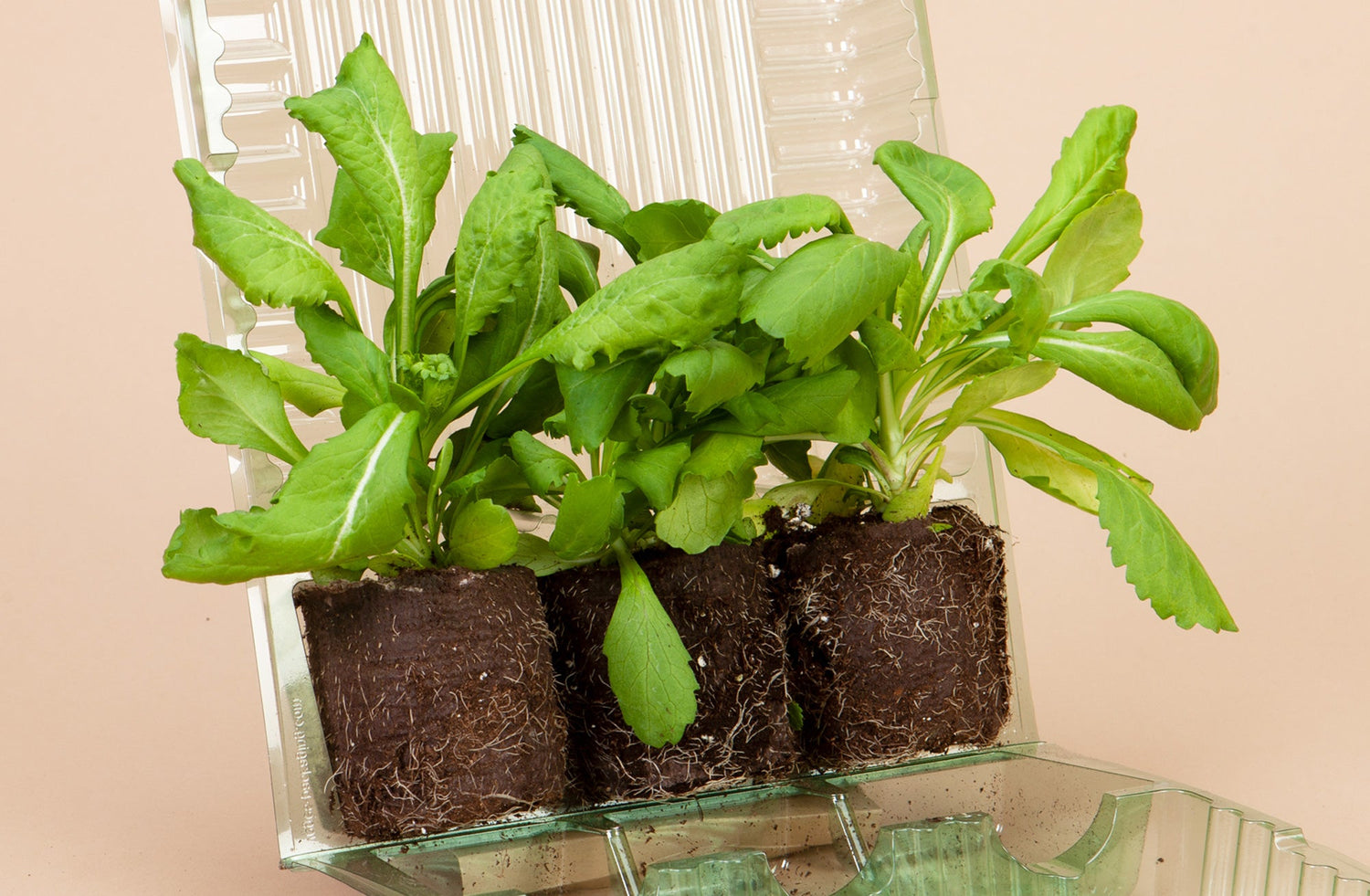 3x Spring Plants