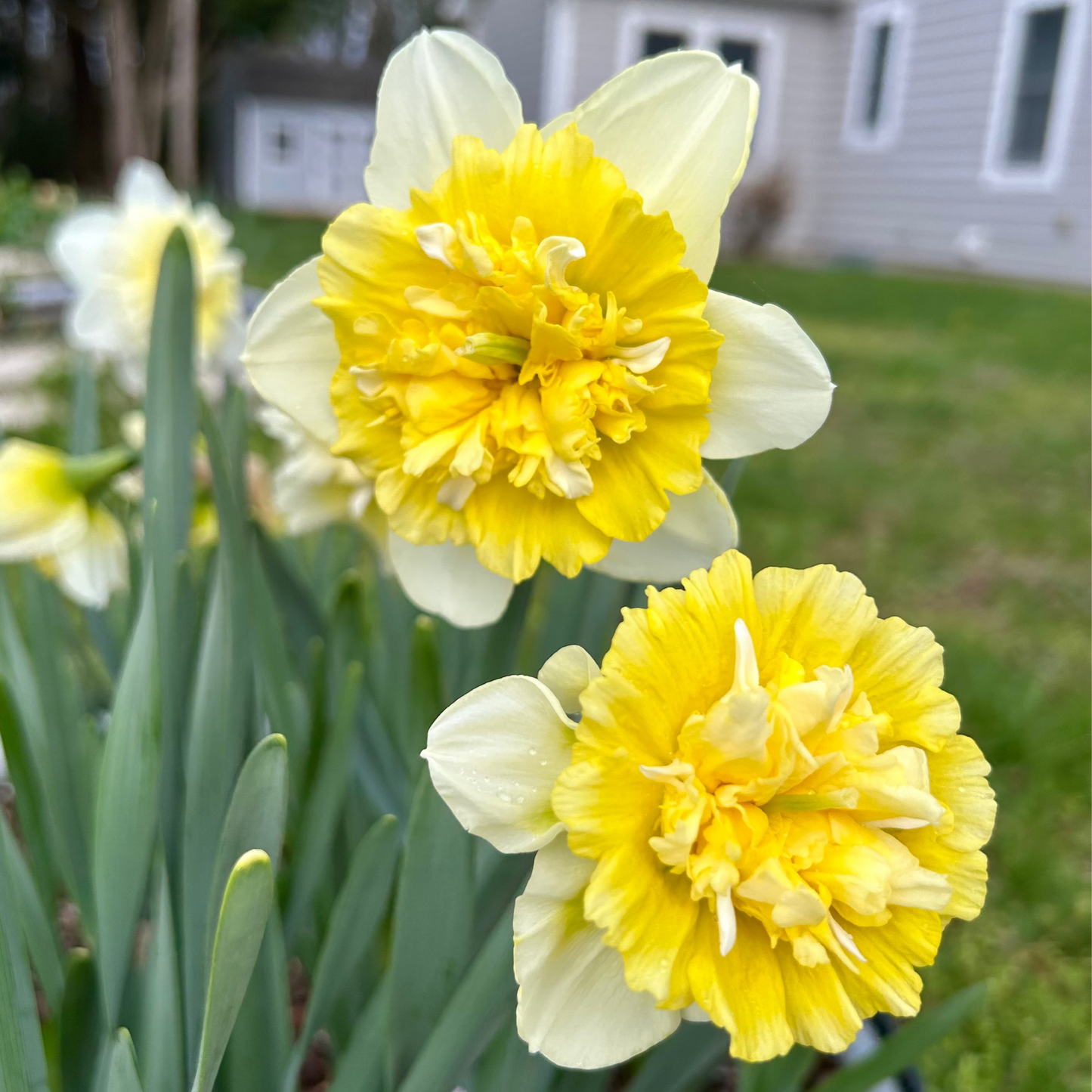 Ice King Daffodil Bulbs