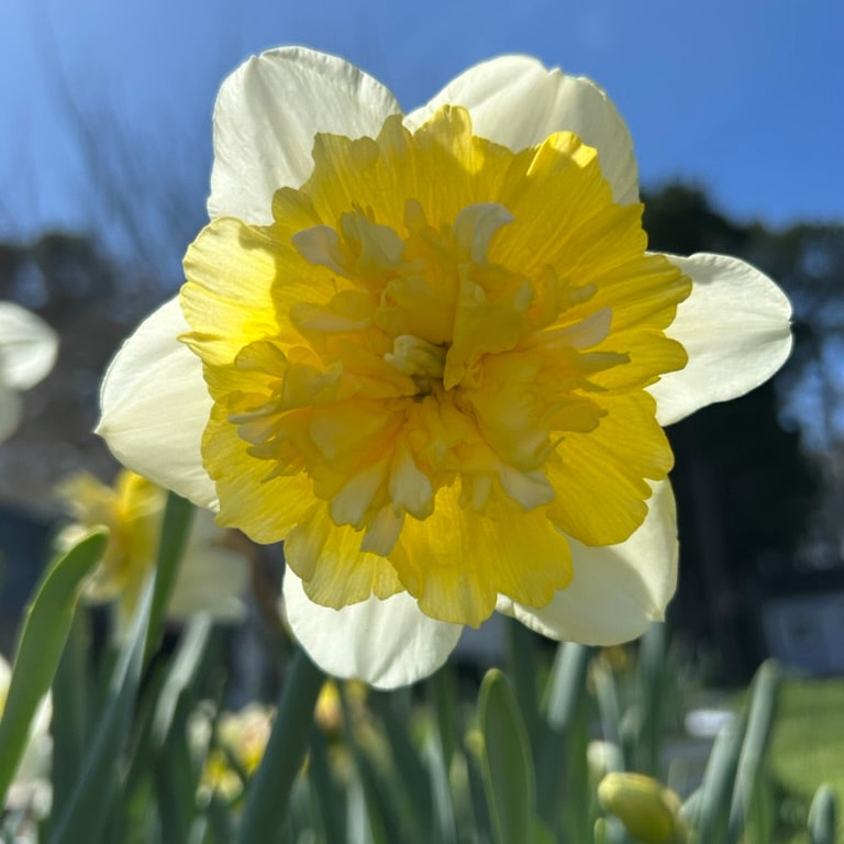 Ice King Daffodil Bulbs