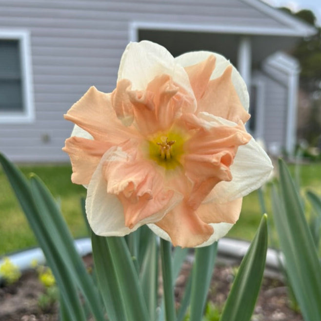 Apricot Whirl Daffodil Bulbs