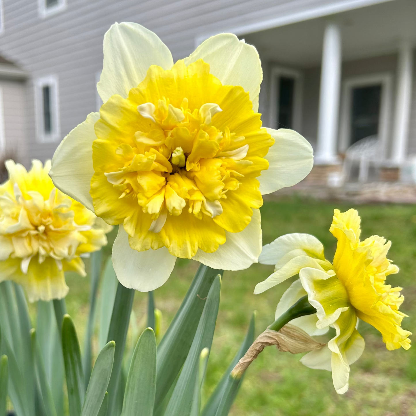 Ice King Daffodil Bulbs
