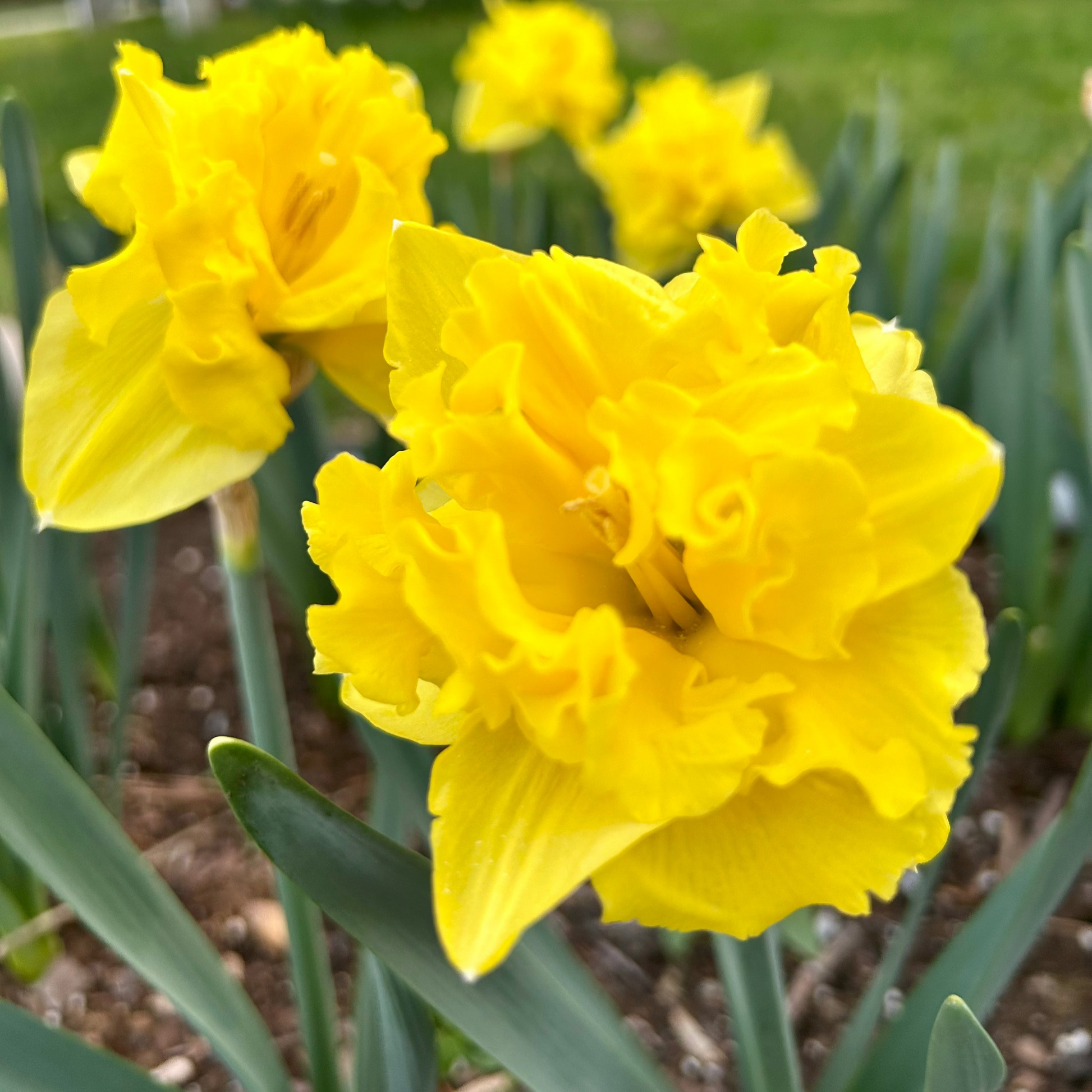 Yellow daffodils in a garden with a blurred background