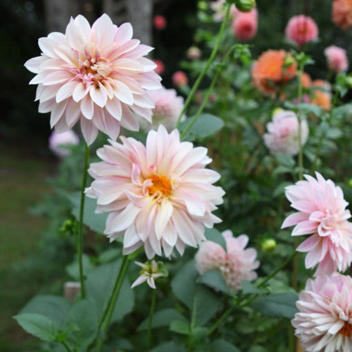 Café Au Lait Dahlia