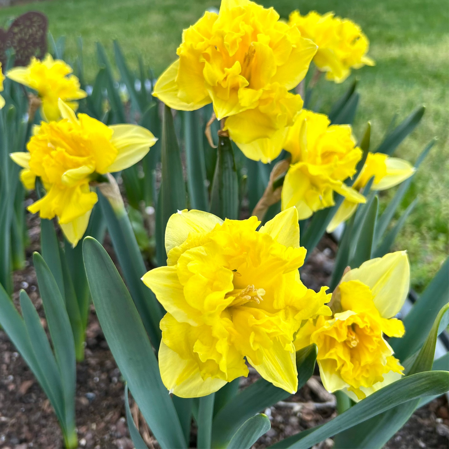 Sailorman Daffodil Bulbs