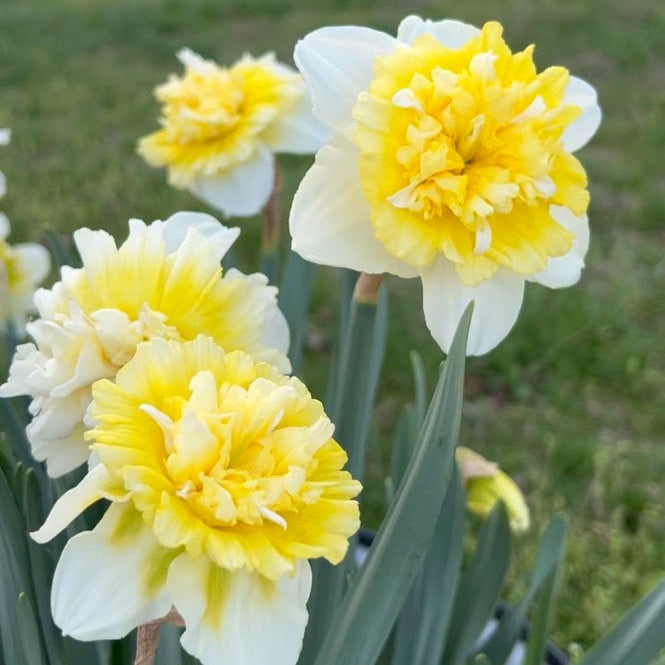 Ice King Daffodil Bulbs