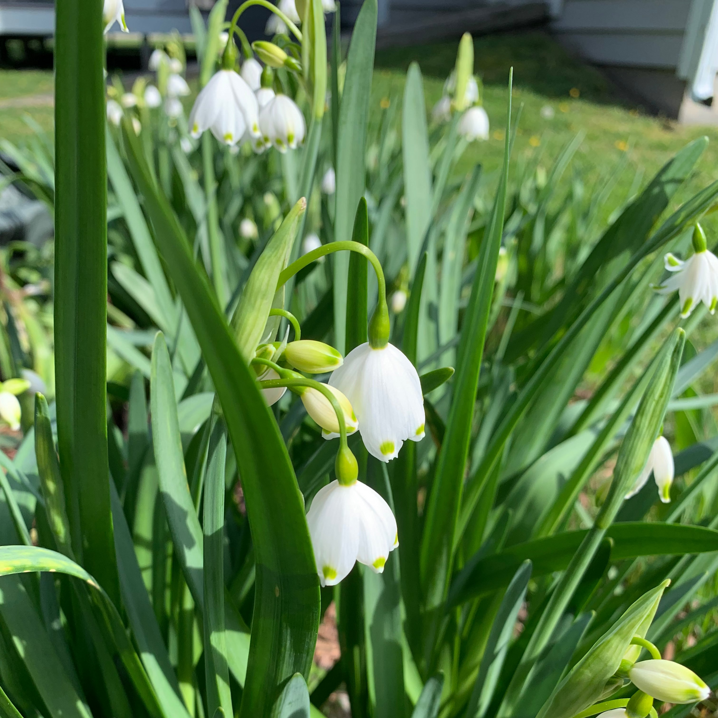 Giant Snowflake Aestivum Bulbs
