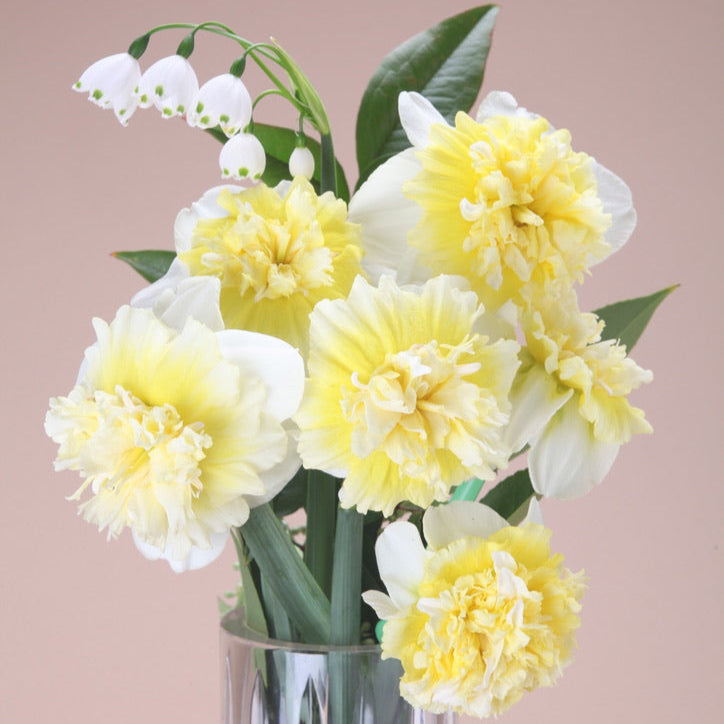 Ice King Daffodil Bulbs