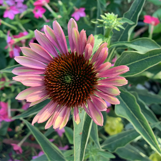 Green Twister Echinacea Plants
