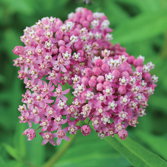 Soulmate Milkweed Plants | Plantgem