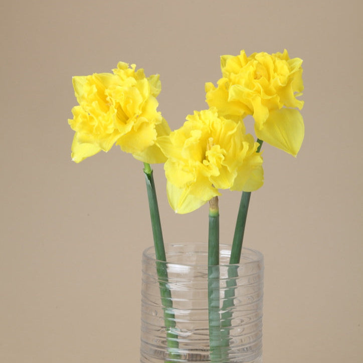 Sailorman Daffodil Bulbs
