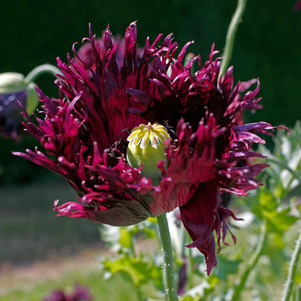 Black Swan Breadseed Poppy Seeds