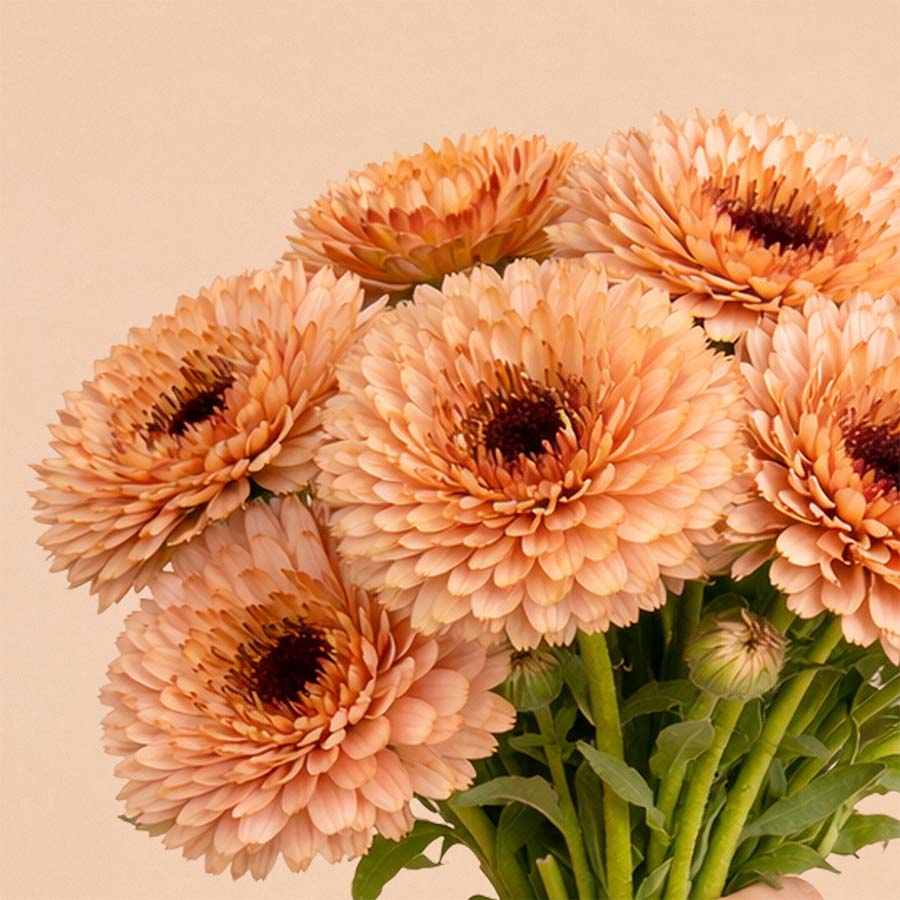Touch of Red Mix Calendula Seeds