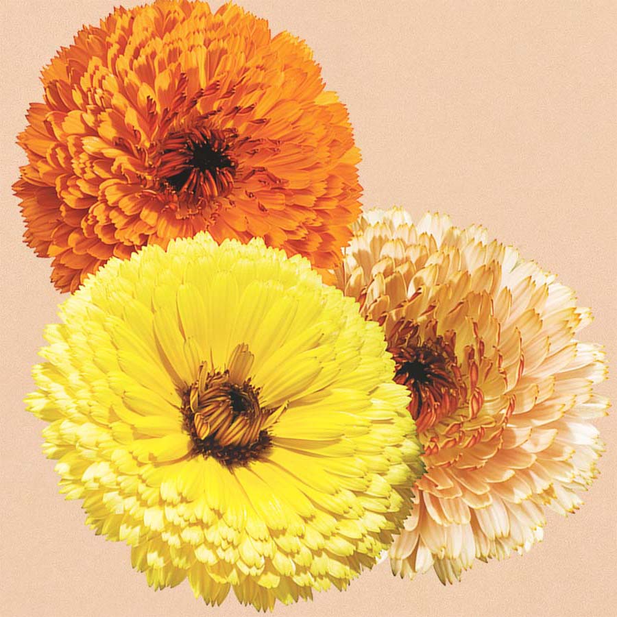 Touch of Red Mix Calendula Seeds