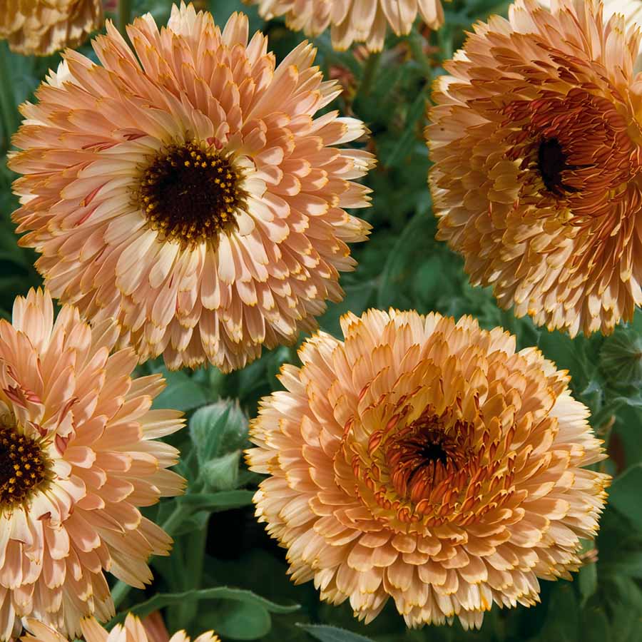 Touch of Red Buff Calendula Plants