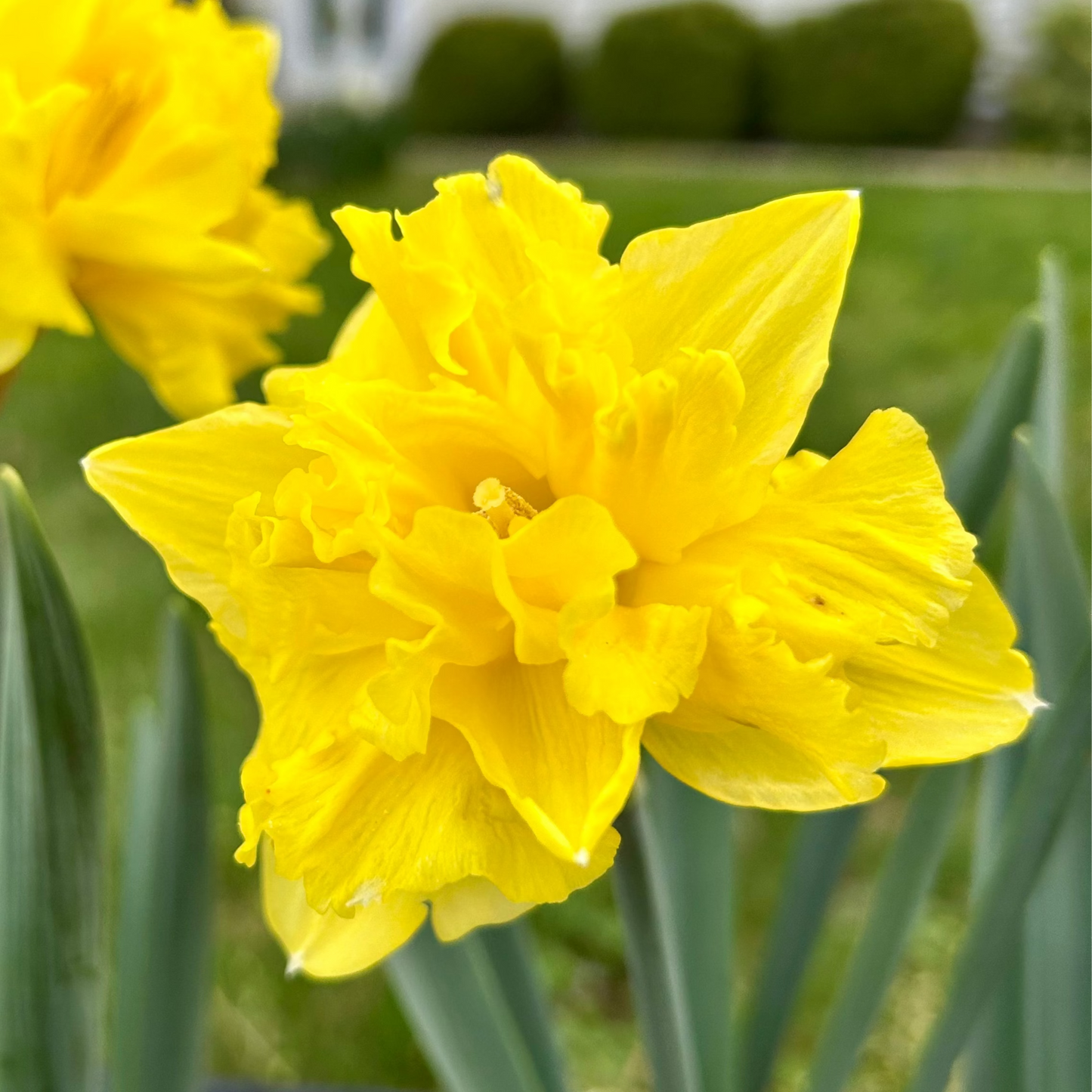 Sailorman Daffodil Bulbs