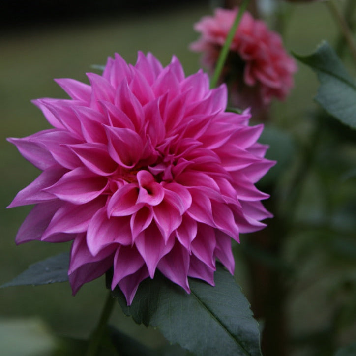 Café Au Lait Rose Dahlia