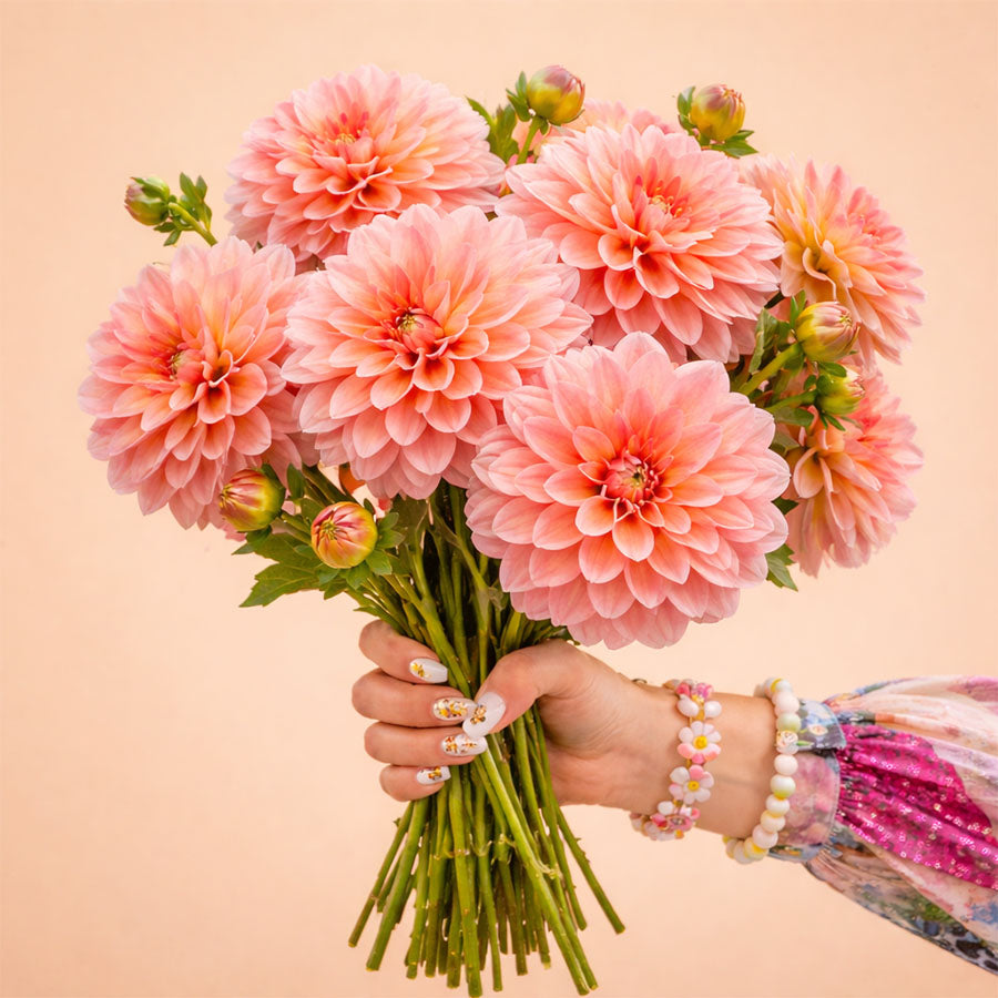 Dahlia Mister Frans