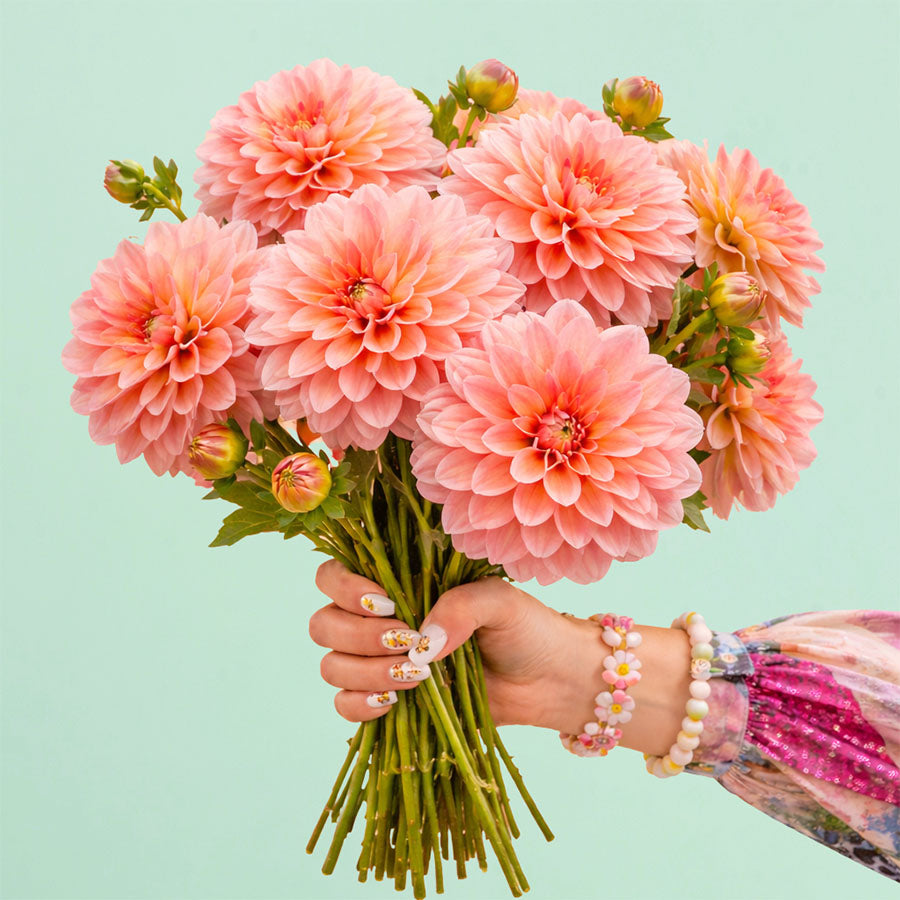Dahlia Mister Frans