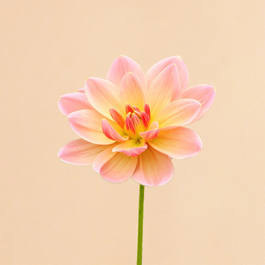 Dahlia Mister Frans