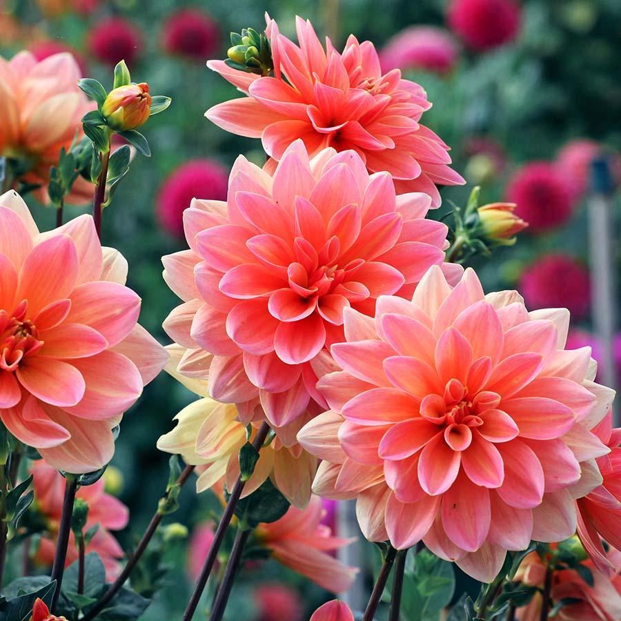 Dahlia Mister Frans