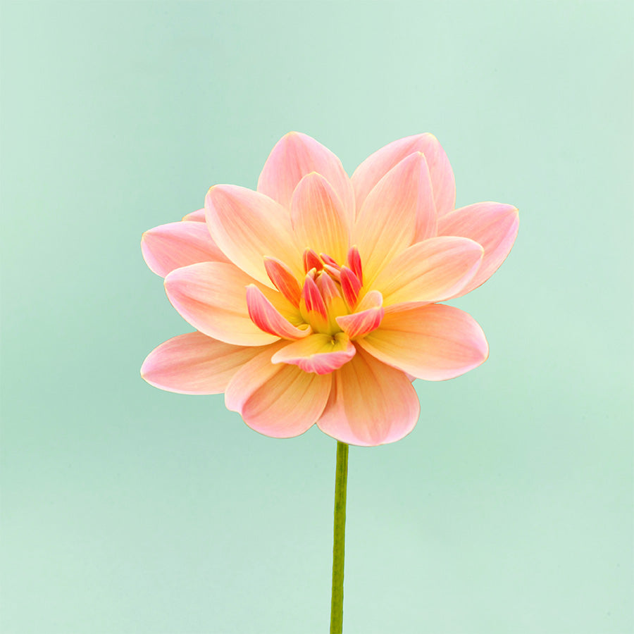 Dahlia Mister Frans