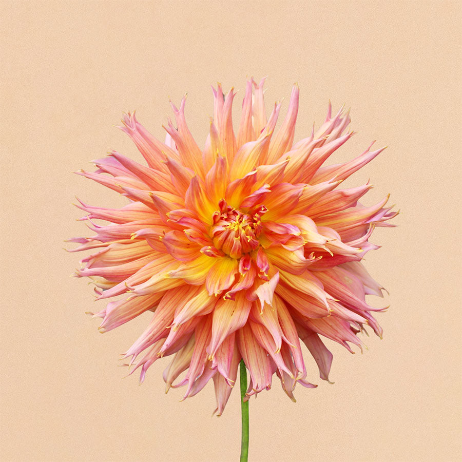 Omega Dahlia