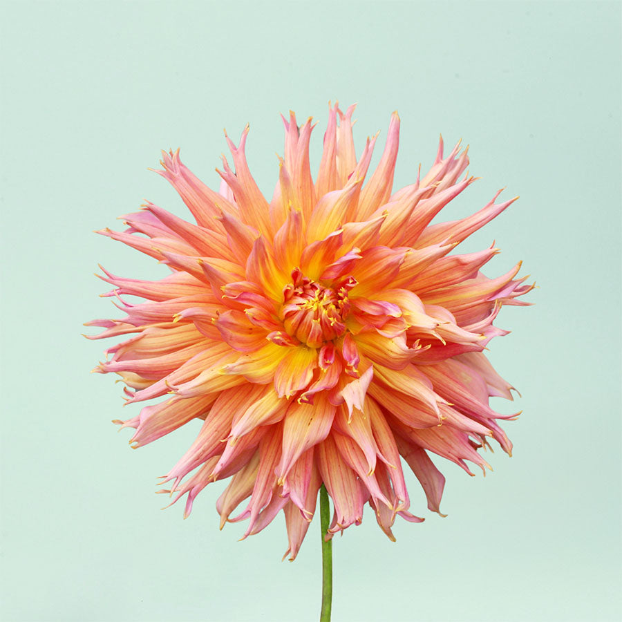 Omega Dahlia