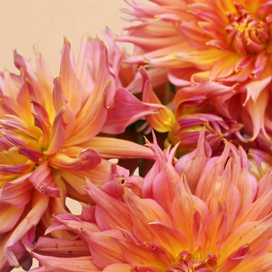 Omega Dahlia