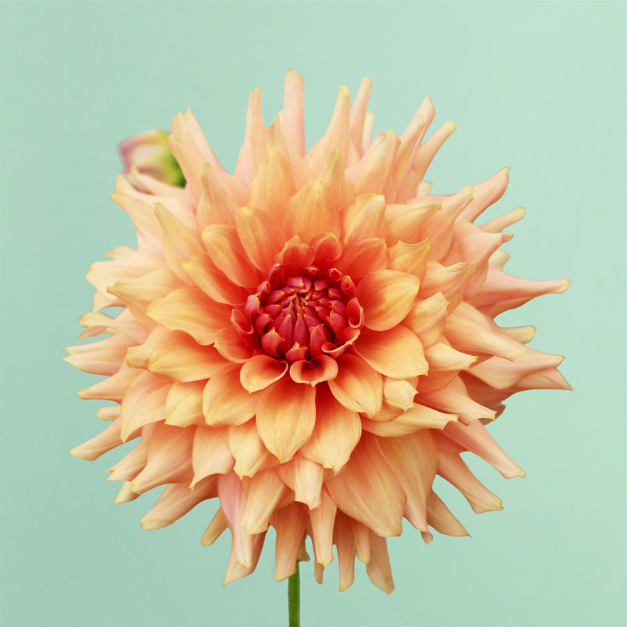 Terracotta Dahlia